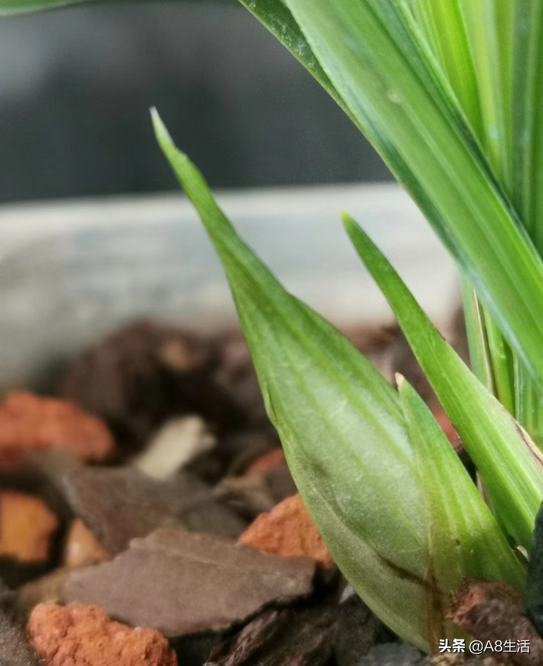 春兰张荷素兰花介绍,每日一品中国兰花春兰