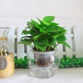 水培绿植过冬方法,水培好过冬的绿植