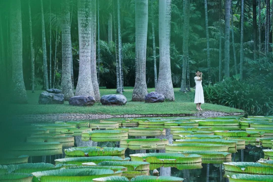 泰国西双版纳旅行,西双版纳基诺山热带雨林徒步