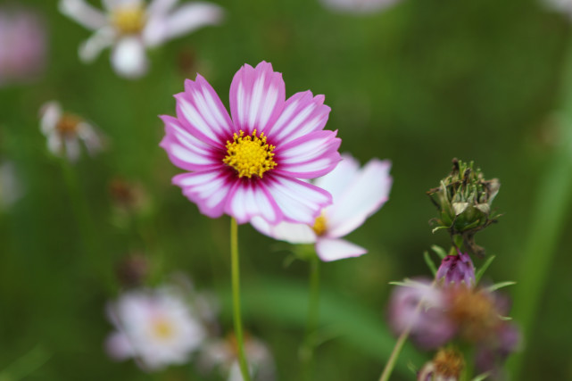一生聪明却输给爱情的5大星座,一生聪明却输给爱情的三大星座