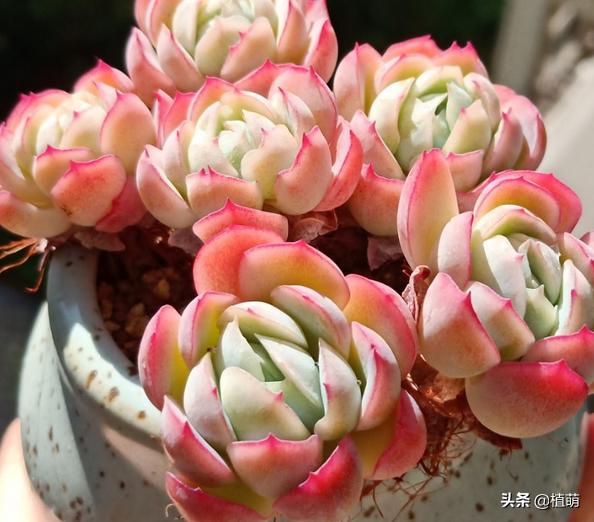 多肉贝瑞变绿爆头还会香吗,多肉贝瑞长了花剑