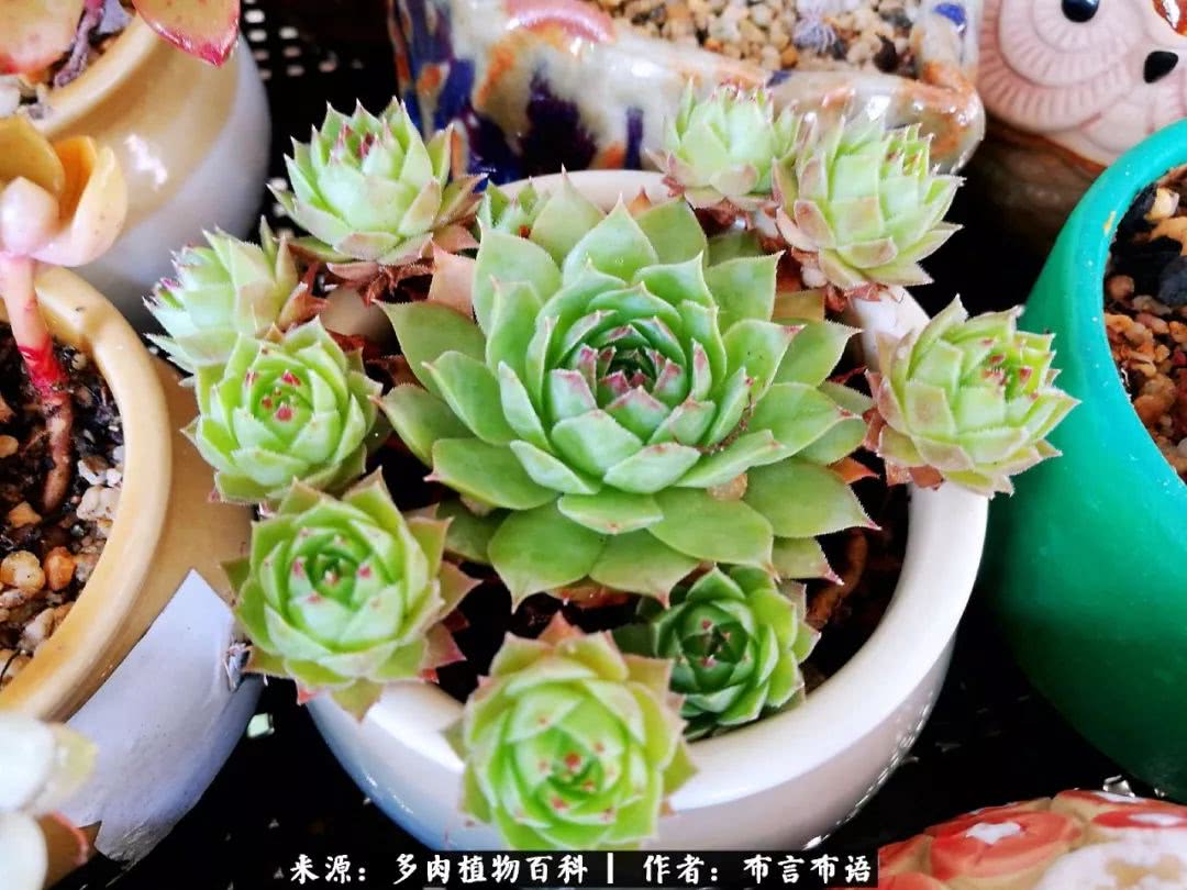 从多肉上感悟人生,多肉的真实生活感悟