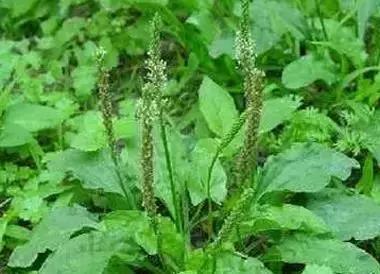 一种野菜治一种病，还能养颜瘦下10斤！为了家人，赶紧收藏！