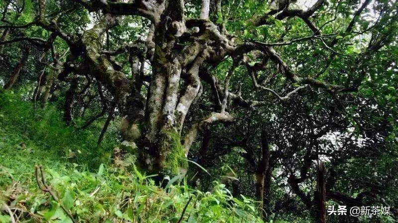 刀哥说茶叶视频大全,刀哥讲云南茶叶