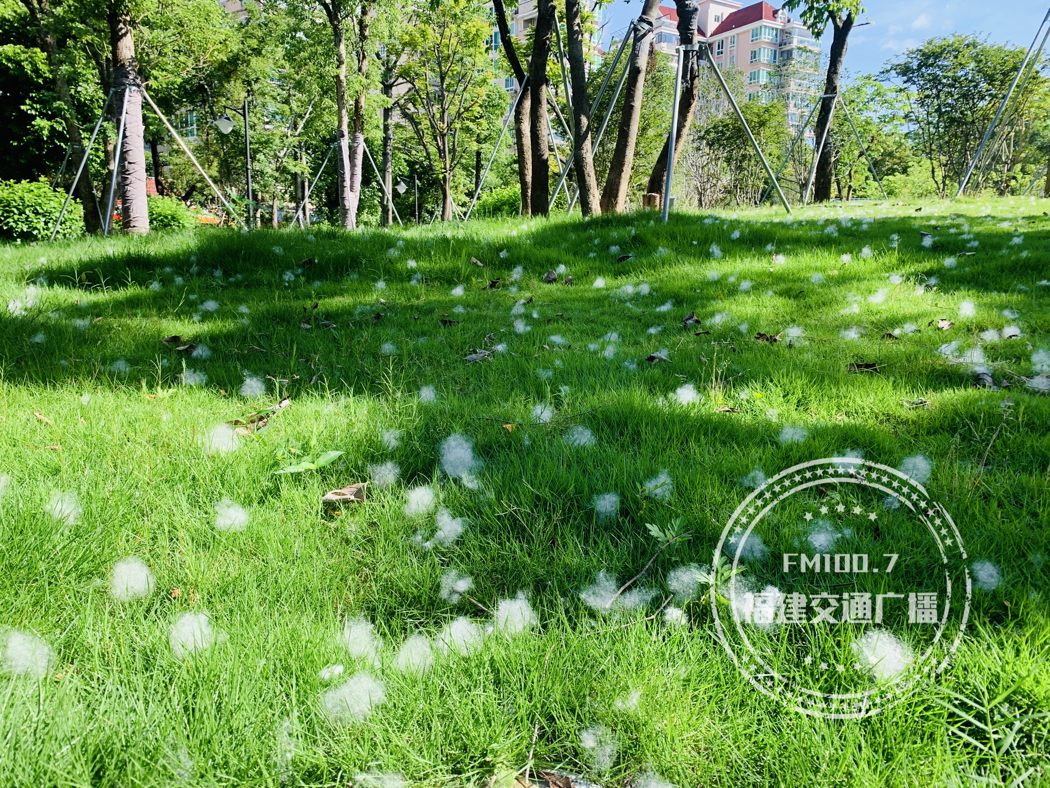 请一定远离木棉絮,福建各地都有,碰了后疼痒难忍,已经很多人中招