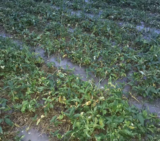 半夏病害该如何防治,半夏三熟种植技术