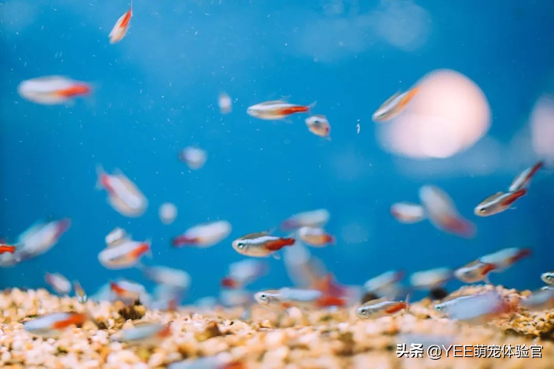 被迫断电的鱼缸里，能不能继续养鱼