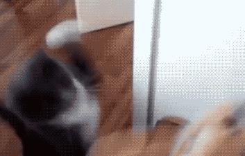 猫咪为什么老是揍主人,猫咪为什么揍年轻人