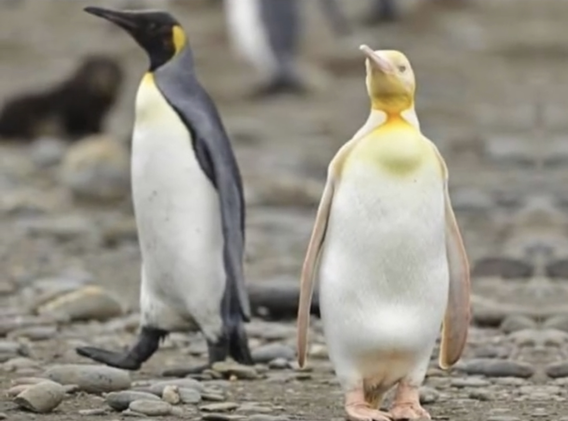 首次发现黄色企鹅,记录人类首次发现黄色企鹅