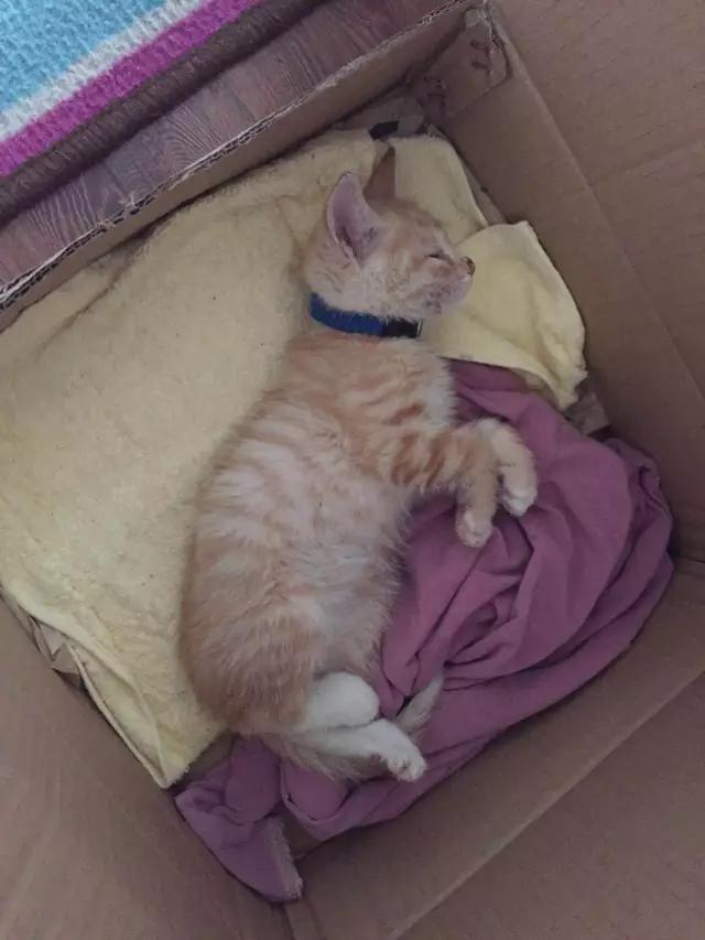 流浪猫被好心人收养结果恩将仇报,流浪猫被救下重获新生