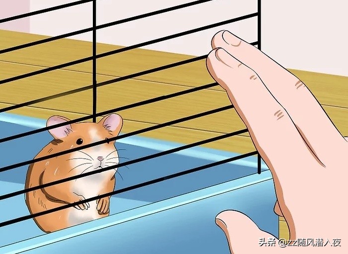 仓鼠饲养八大禁忌,如何饲养一只仓鼠新手版