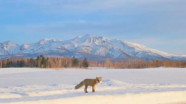 北海道的雪有多美,北海道到底有多吸引人