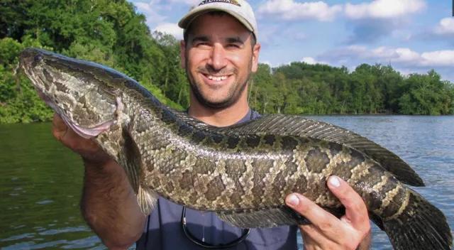 黑鱼为什么在美国不受欢迎,黑鱼的悲哀