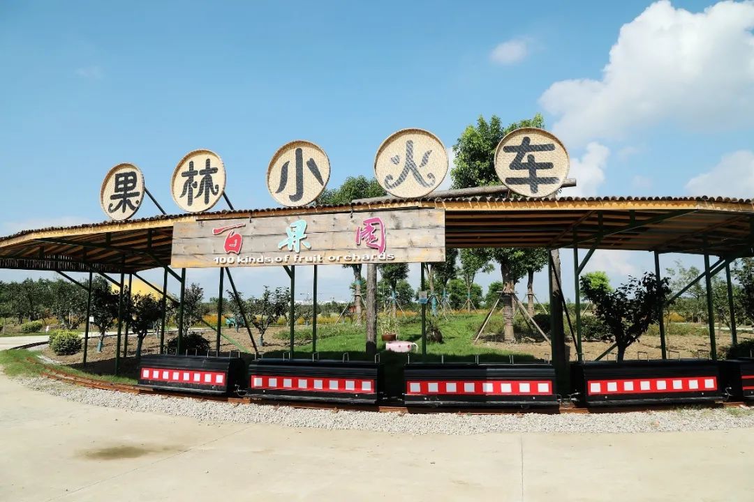 森氧之地,秋游必选!金湖万亩水上森林,真的别有趣味