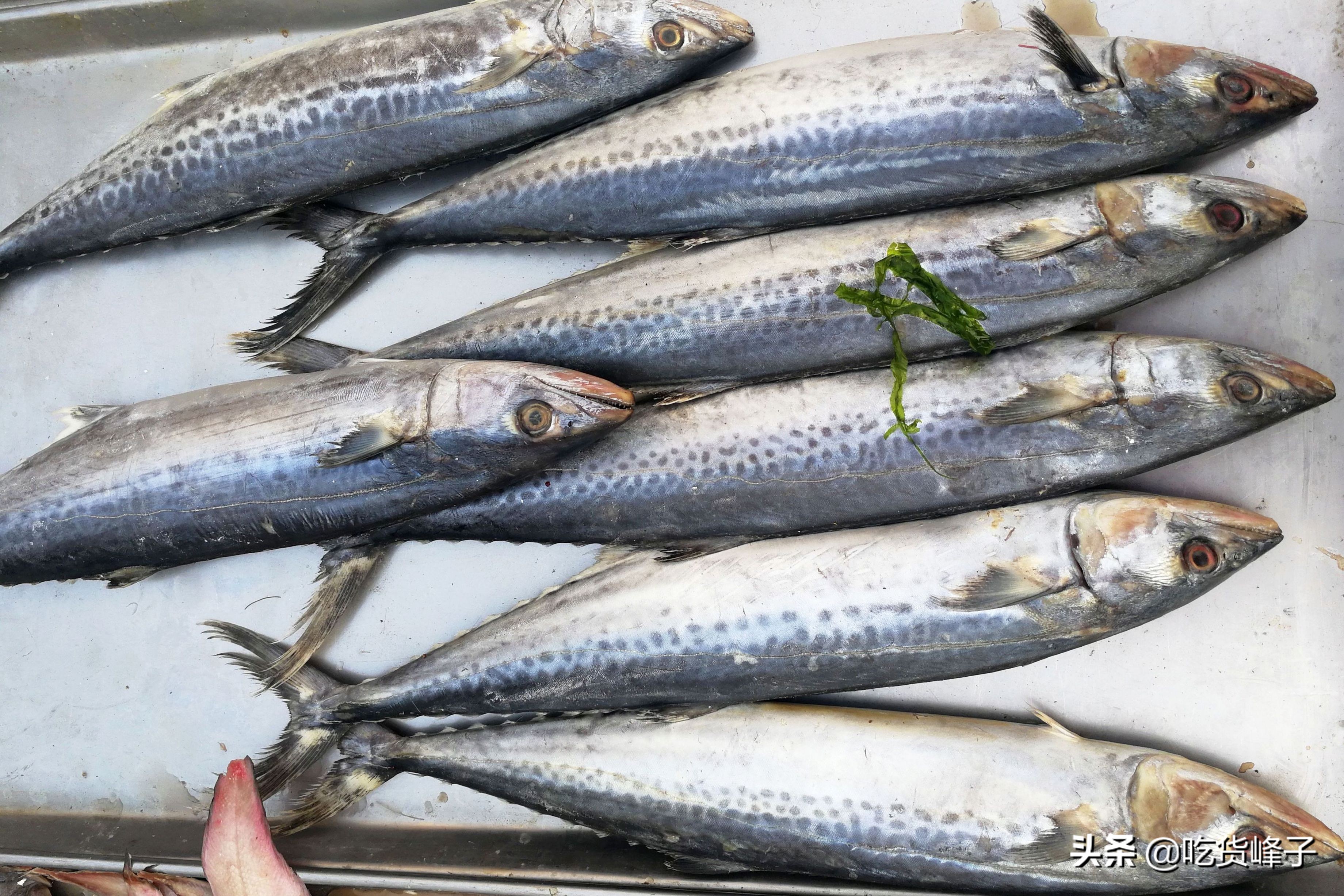 鲅鱼和鲐鲅鱼都是海鱼吗,跟鲐鲅鱼长得类似的有哪几种