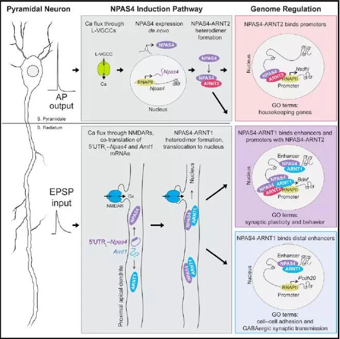 中风大脑重塑患者福音,中风后大脑重塑原理