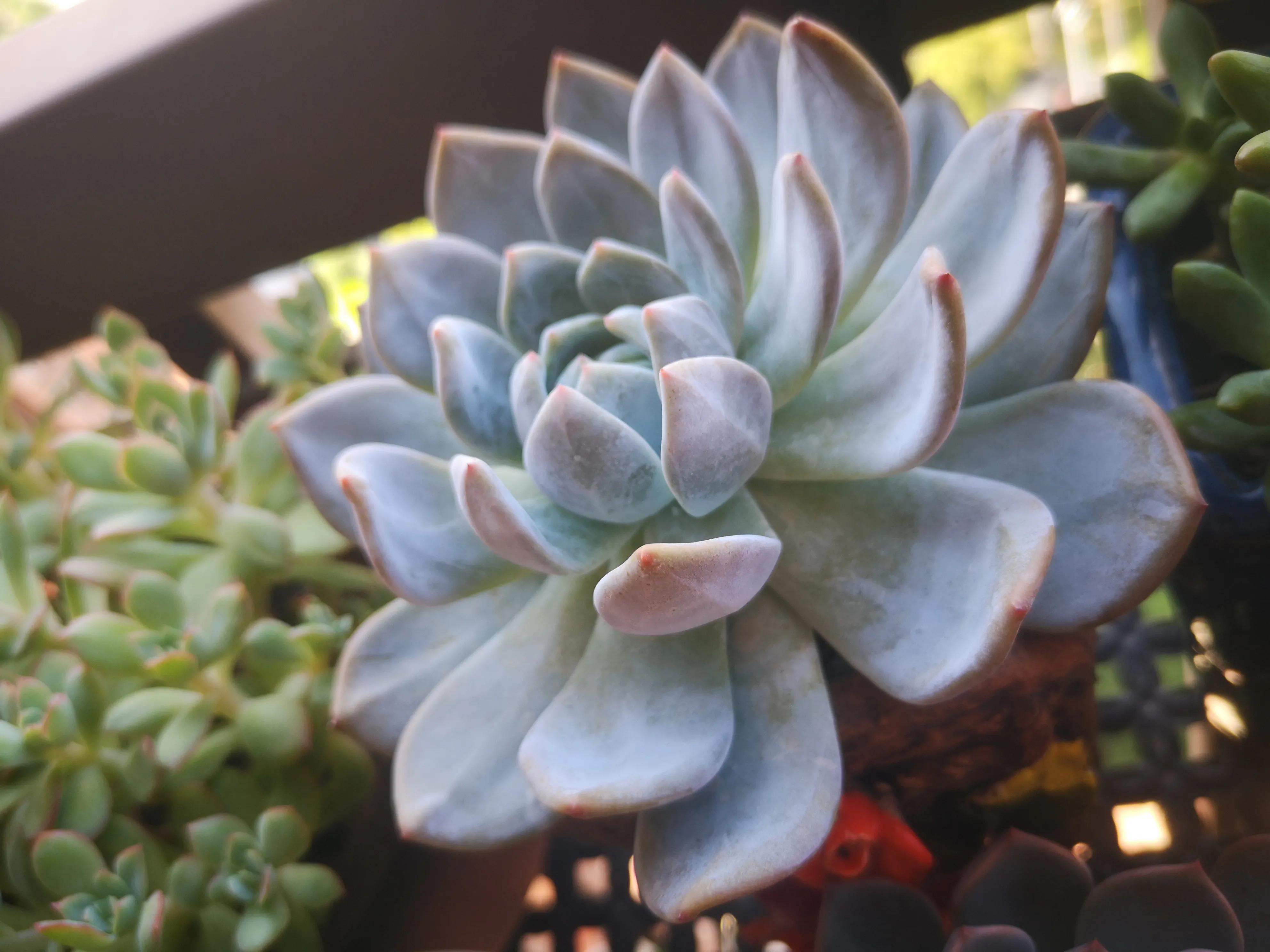 离家半个月叶插的多肉怎么办,离家一周的多肉