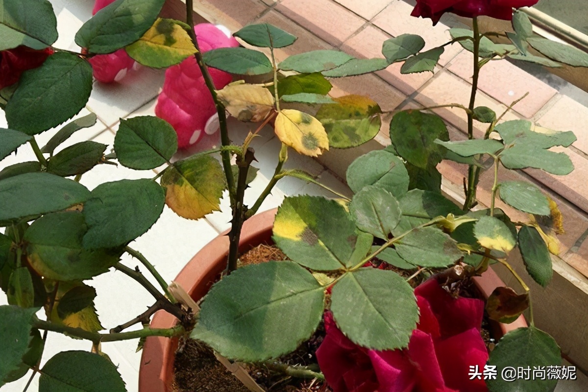 玫瑰叶子发黄是什么原因,玫瑰叶子发黄怎么回事