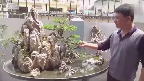 精品水旱树石盆景,什么是全旱式树石盆景