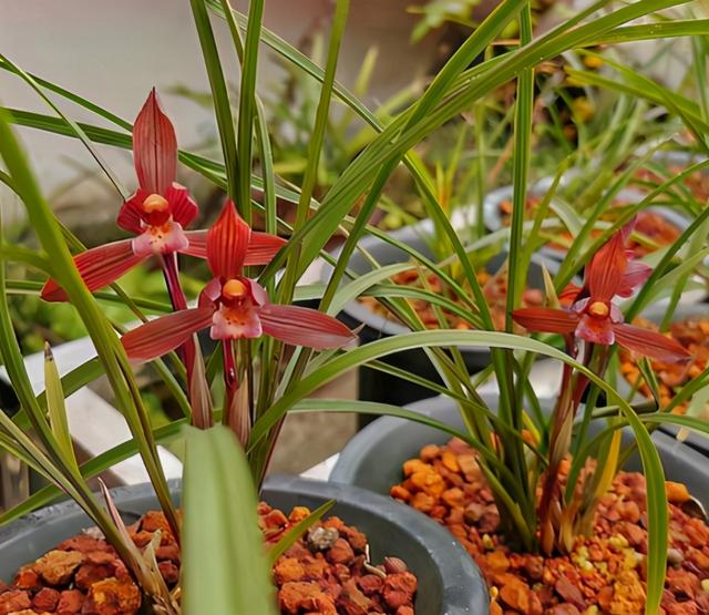 云南最顶级红素兰花,云南第一红素兰花