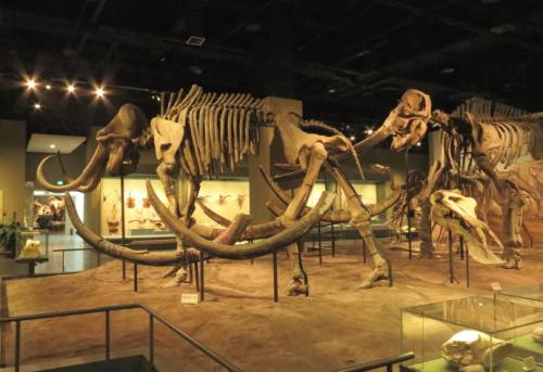 猛犸象发现在哪里,猛犸象在哪里发现的