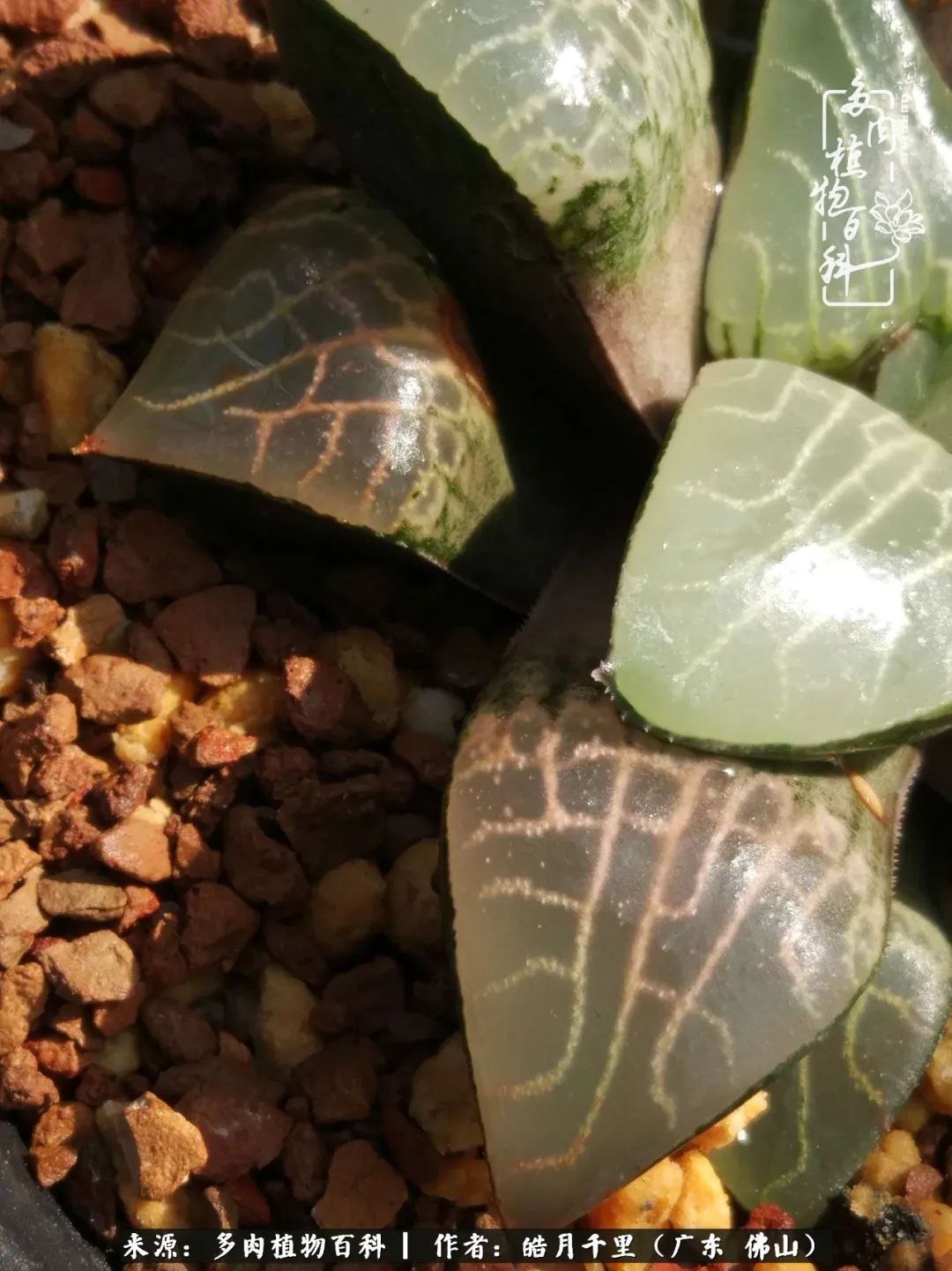 多肉娇气养不活多肉的10个秘密,养多肉是件很治愈的事情