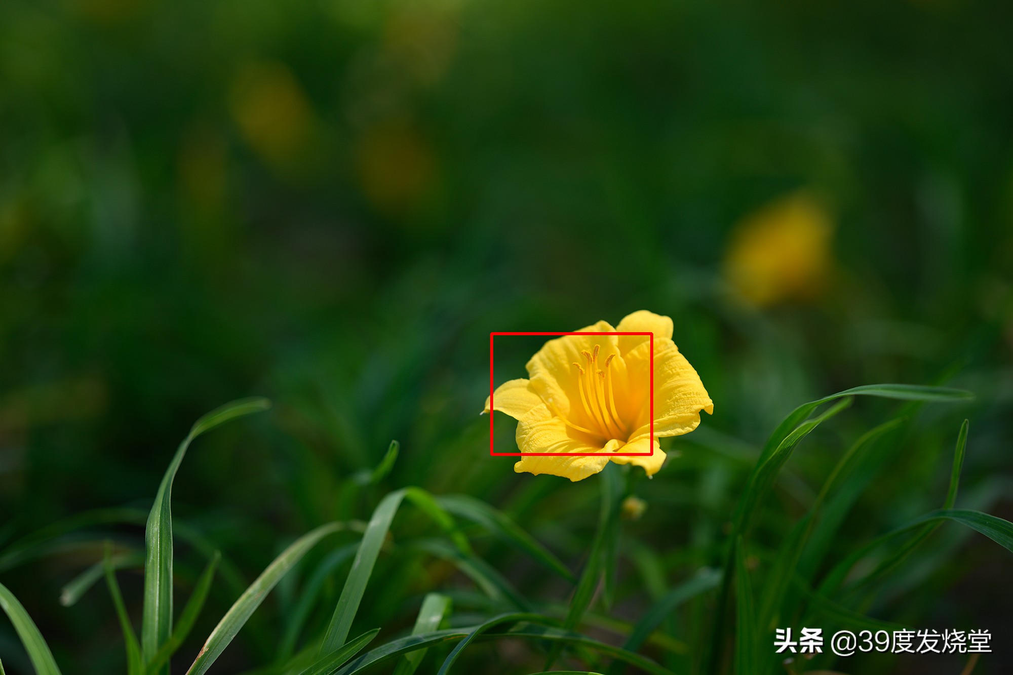 这5000元真值了!尼康Z85mmf/1.8轻量化人像镜头评测