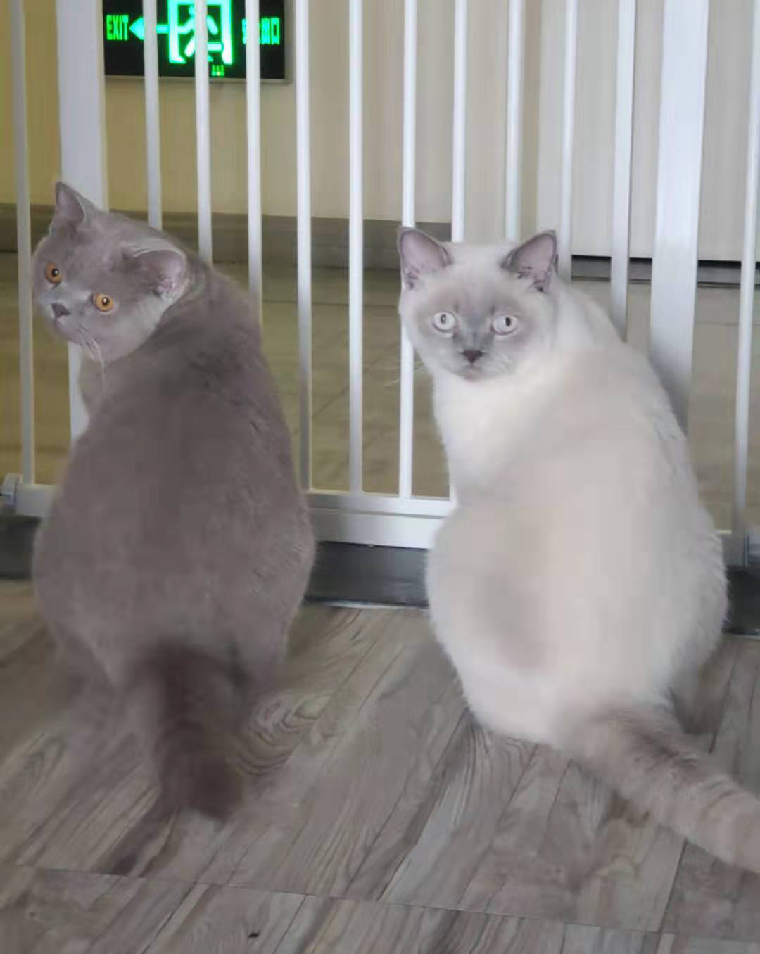 吉若奥mini空气净化器,吉若奥空气净化器测评