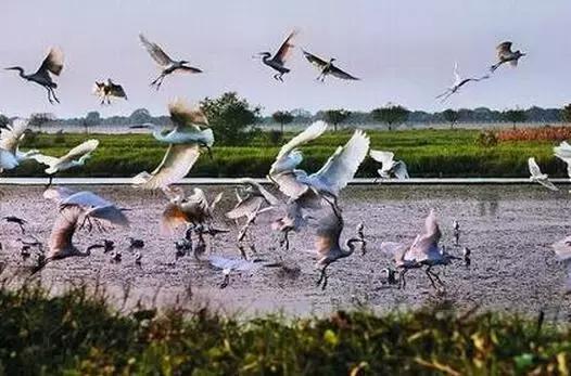 广州本地人最喜欢去的20个地方，你去过几个？