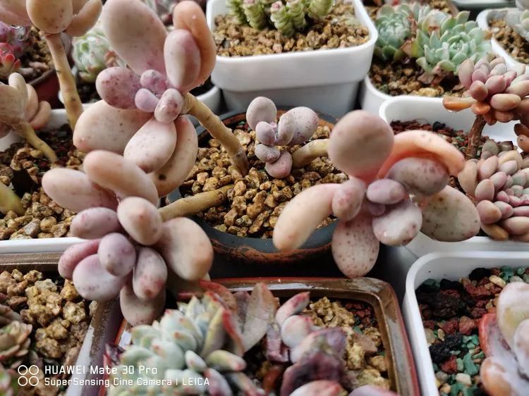 冬日如何更好地养多肉,冬天可以户外养护的多肉