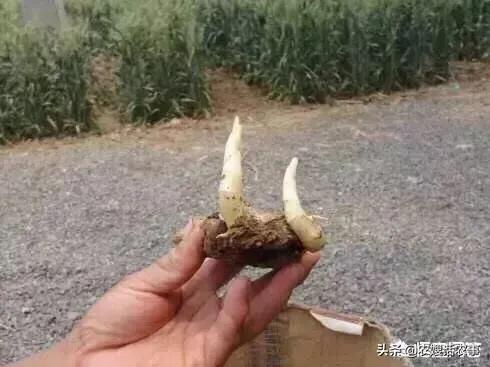 大姜病虫害防治技术要点,大姜催芽技术要点