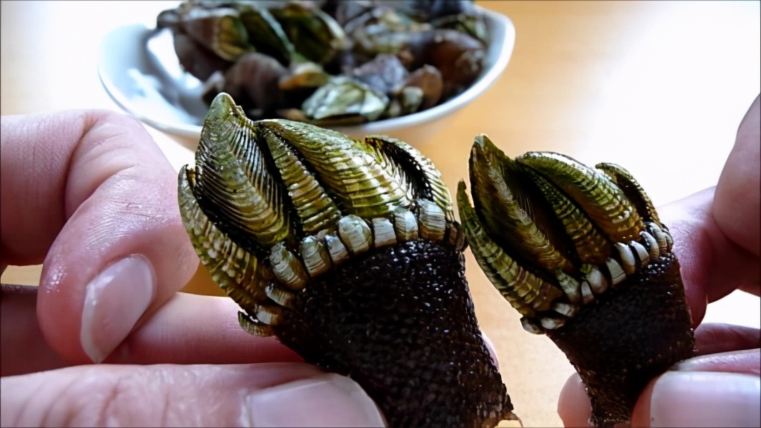 来自地狱的美食藤壶，到底有多可怕？看鲸鱼被折磨的样子就懂了