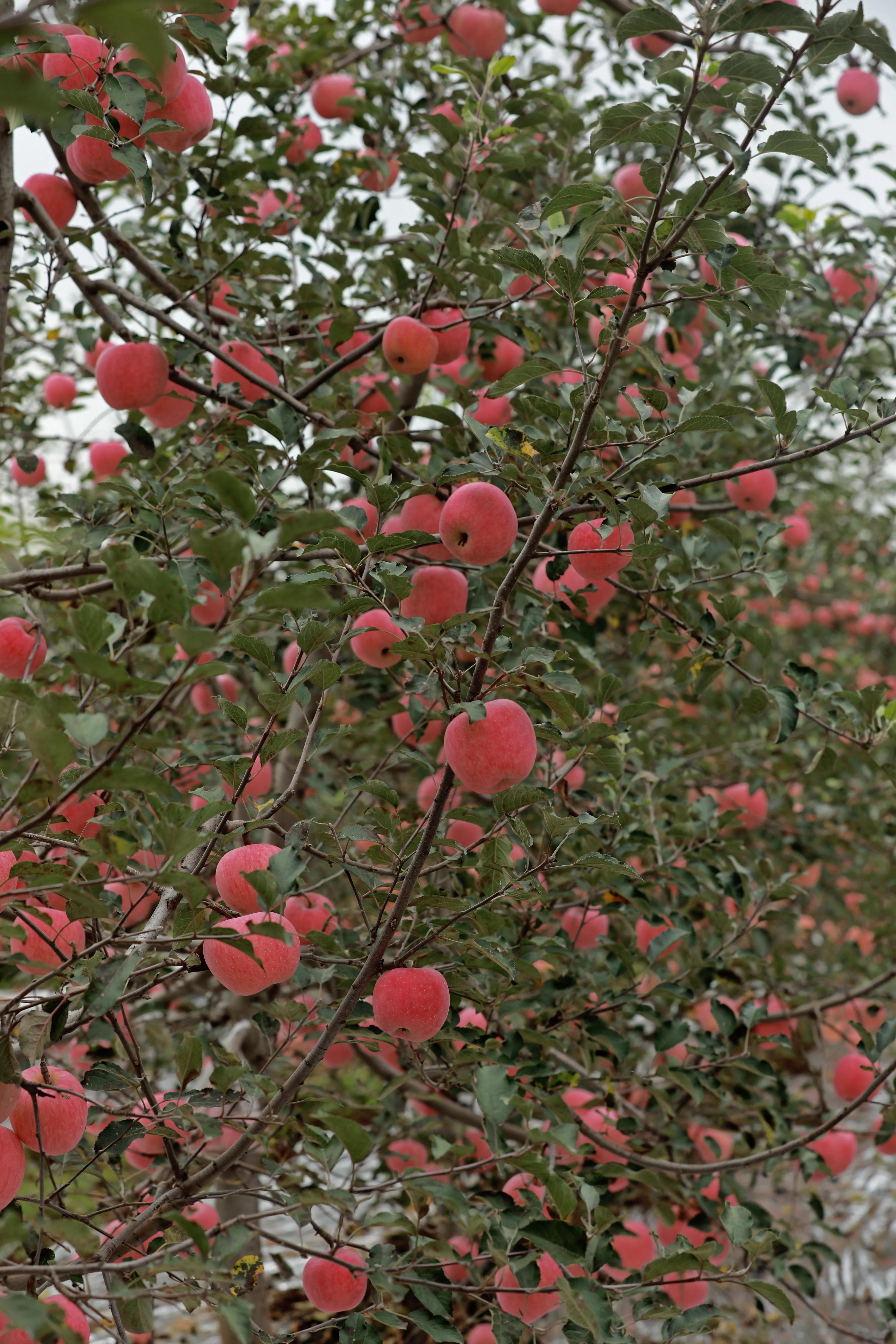 红富士苹果哪里产的好吃,红富士苹果直播
