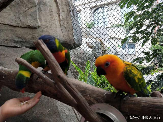 吉尼斯世界最大的马戏剧院,灵玲国际马戏城世界纪录