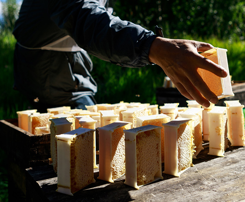 90后养蜂创业小伙子,年轻小伙深山养蜂创业