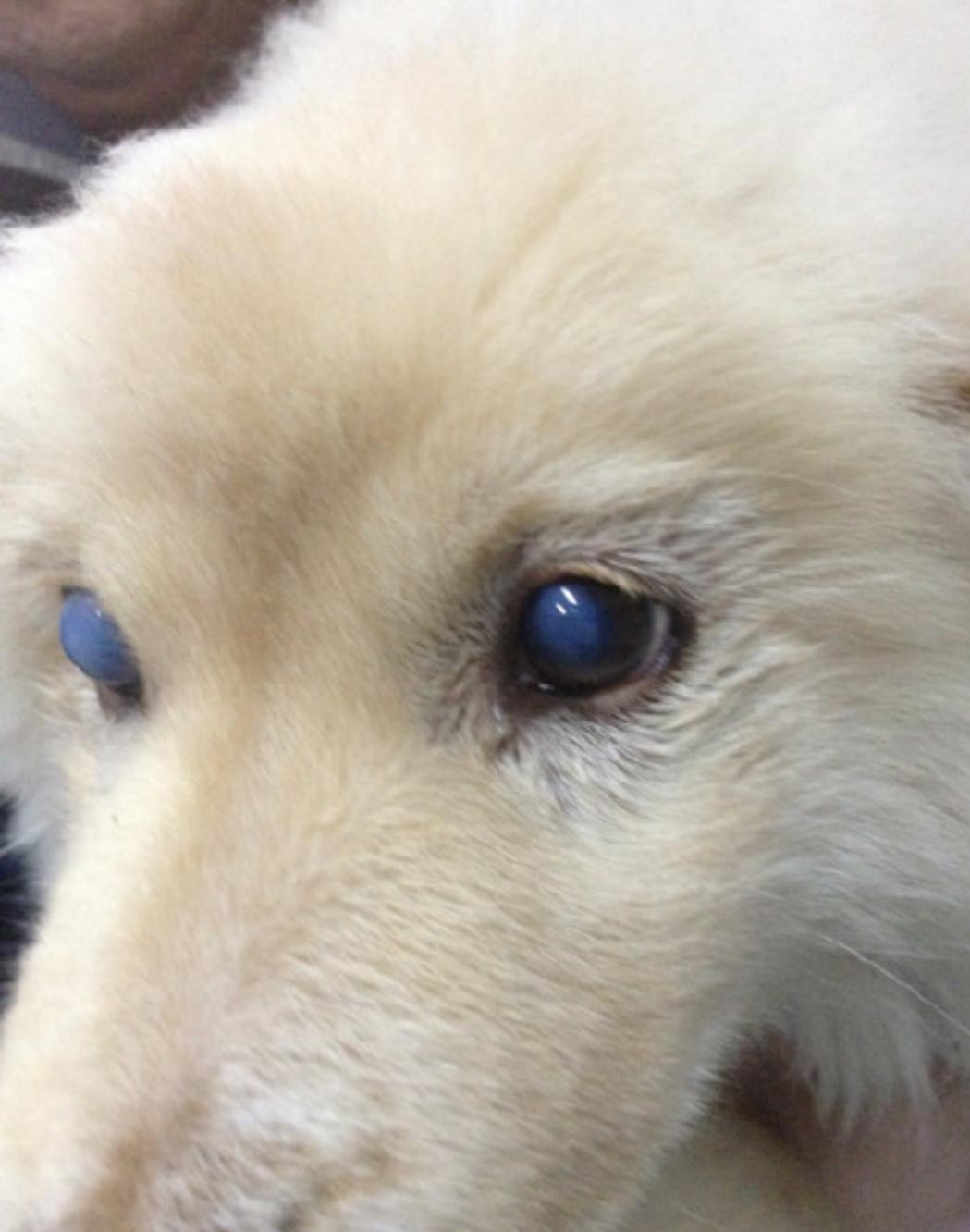 怎么预防犬瘟,怎么治疗犬瘟最有效