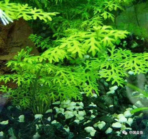 喂鱼算是养鱼最大的乐趣吗,养鱼的乐趣就是每天喂鱼