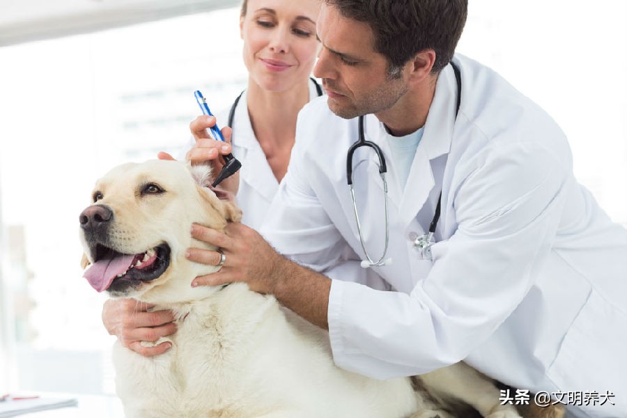 如何预防狗狗一夏天身上不生蜱虫,狗狗有必要预防心丝虫吗