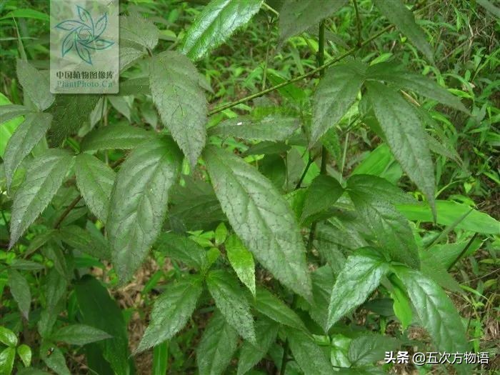 云南野菜刺五加是热的还是凉的,云南味道和刺五加类似的野菜