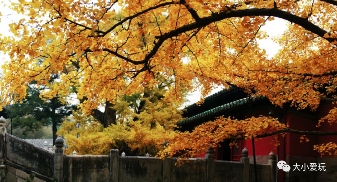 北京红螺寺银杏最佳观赏时间,北京赏银杏景区有哪些