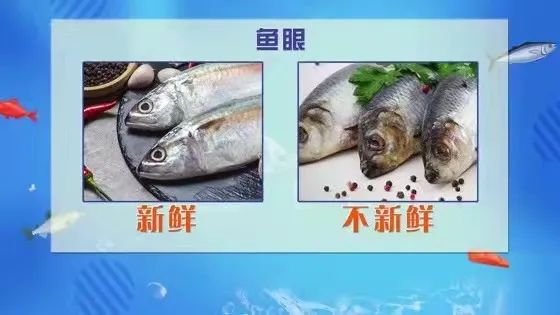 宠物吃生骨肉没有寄生虫么,宠物寄生虫对身体有害吗