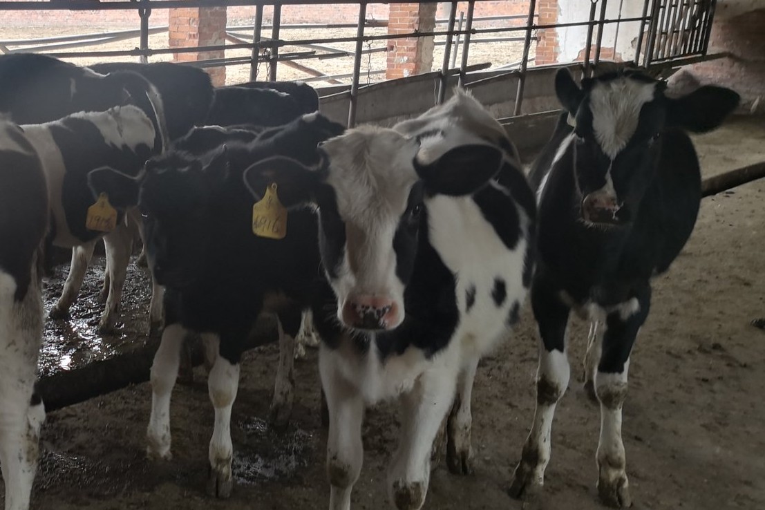 犊牛腹泻痢特灵用法用量,犊牛腹泻的防治措施