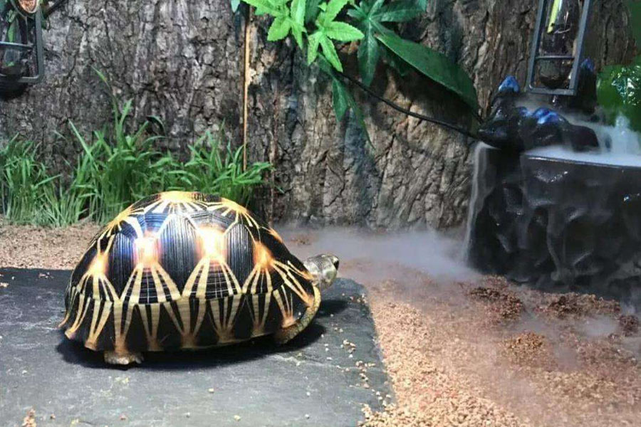 陆龟需要水养么,陆龟需要泡澡吗