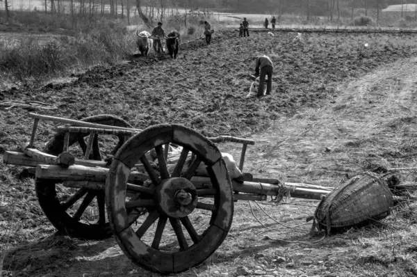 莫言的《蝗虫奇谈》是哪年发表的,莫言蝗虫