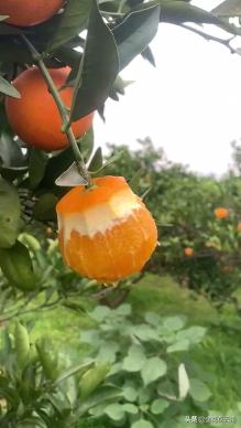 临近年关吃东西容易上火,就让这款小甜橙拯救一下