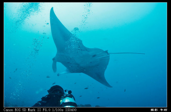 巨鲸轰炸机,鳐鱼战斗机