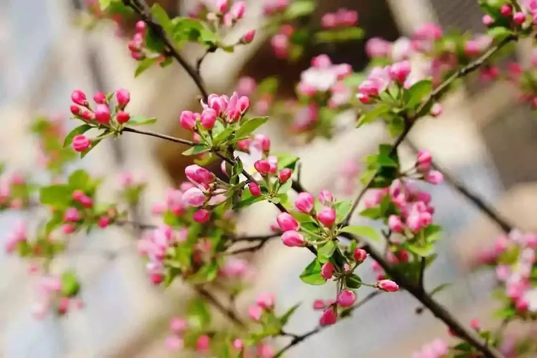 看到花的时候,不知是什么花?那就收下这份百花图谱