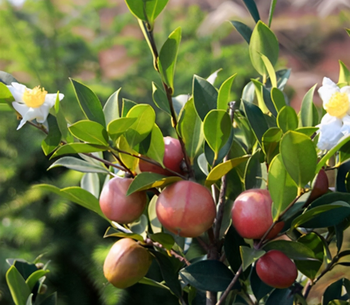 纯正山茶油怎么吃效果最好,山茶油的吃法和用量