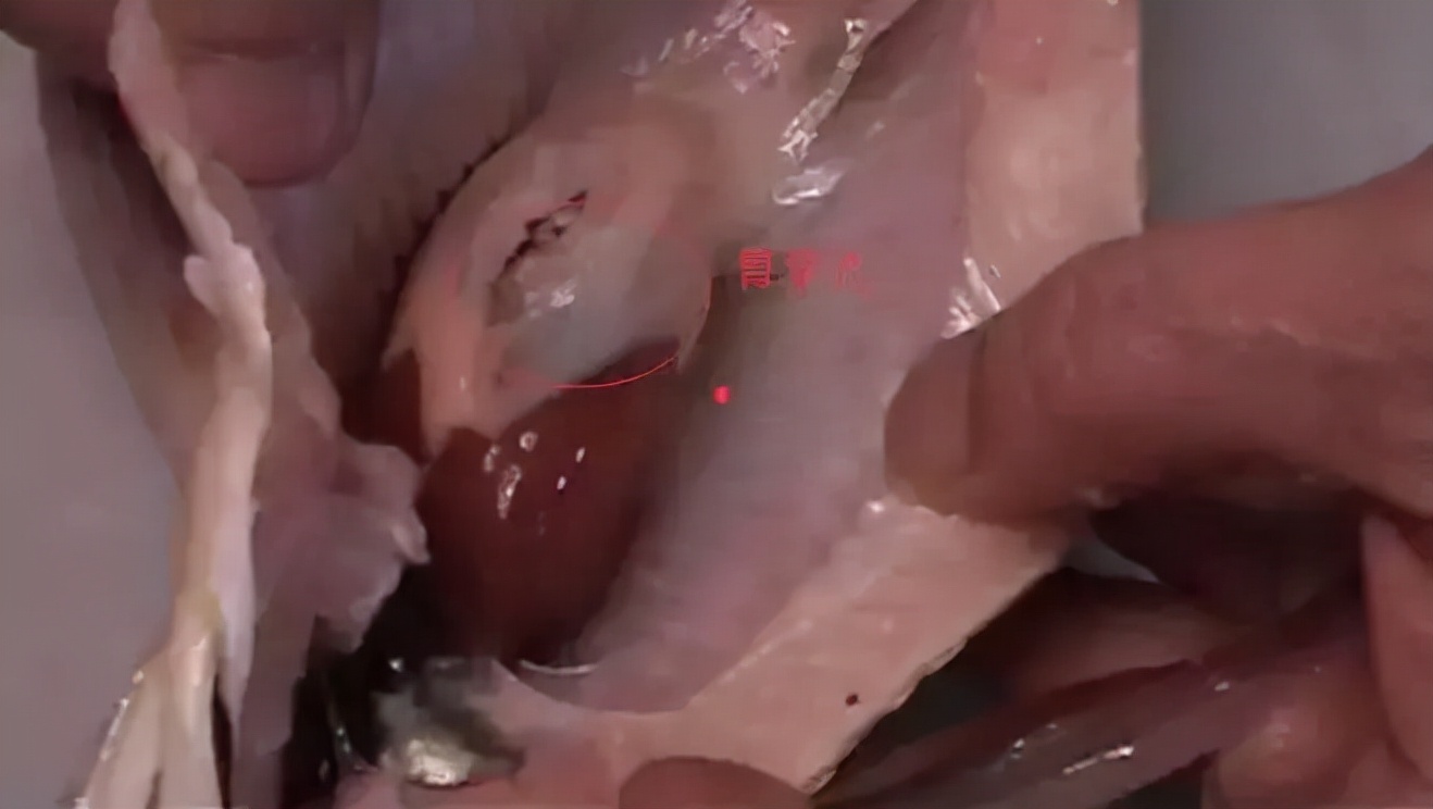 龙鱼事故视频,龙鱼事故