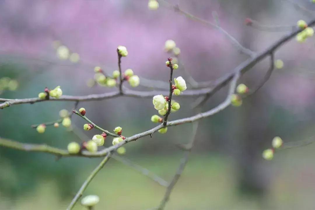 闻香寻梅最新图片,闻香寻梅最新视频